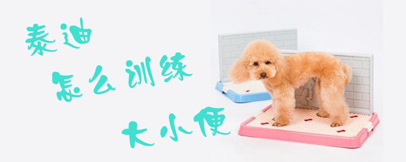 泰迪怎么訓(xùn)練大小便1