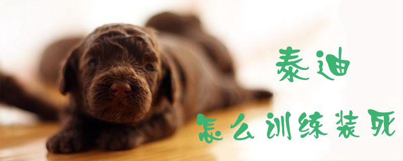 泰迪怎么訓(xùn)練裝死1