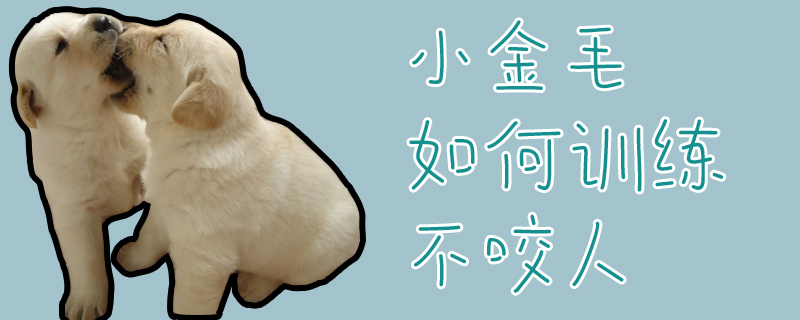 小金毛如何訓(xùn)練不咬人