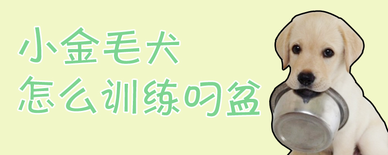 小金毛犬怎么訓(xùn)練叼盆