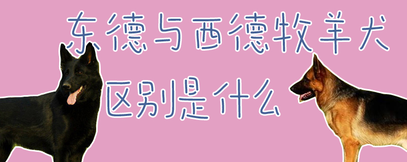 東德與西德牧羊犬區(qū)別是什么