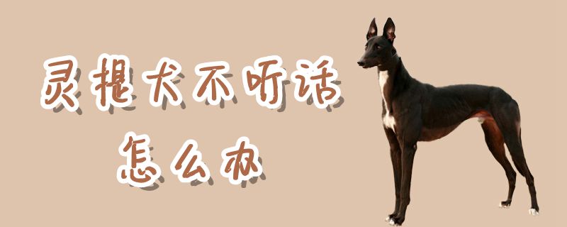 靈提犬不聽話怎么辦