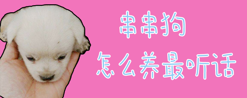 串串狗怎么養(yǎng)最聽(tīng)話(huà)