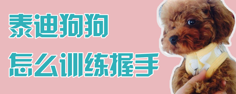 泰迪狗狗怎么訓(xùn)練握手