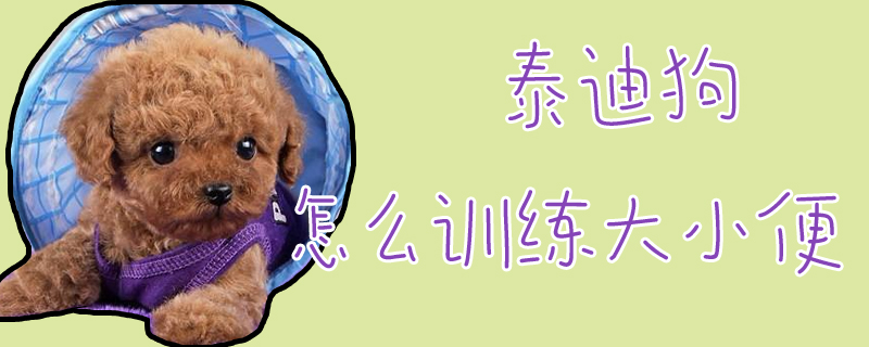 泰迪狗怎么訓(xùn)練大小便