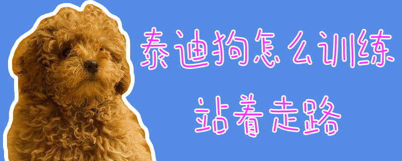 泰迪狗怎么訓練站著走路