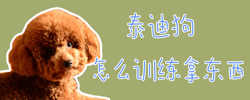 泰迪狗怎么訓(xùn)練拿東西