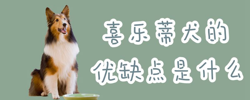 喜樂蒂犬的優(yōu)缺點是什么