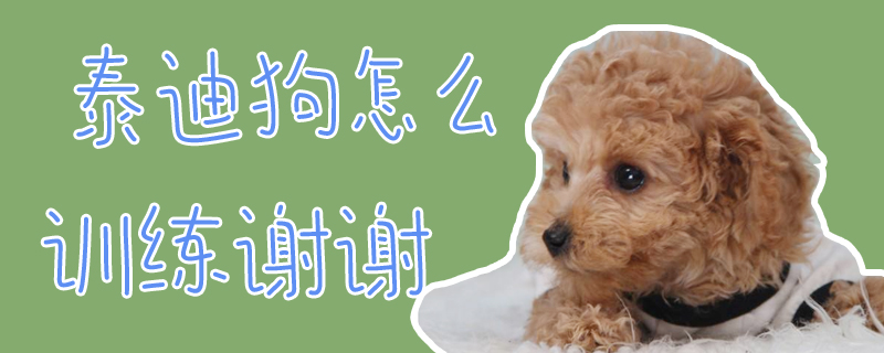 泰迪狗怎么訓(xùn)練謝謝