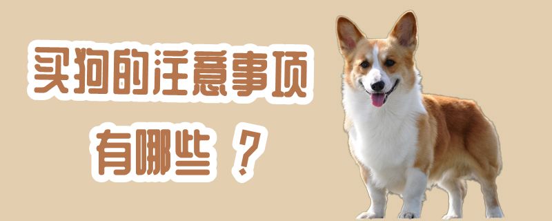 買狗的注意事項有哪些