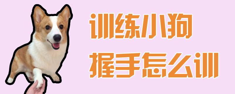 訓(xùn)練小狗握手怎么訓(xùn)