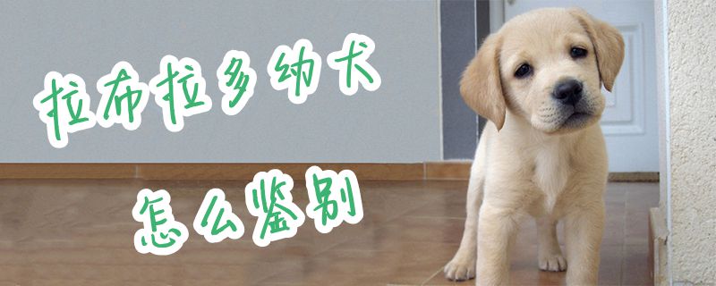 拉布拉多幼犬怎么鑒別1