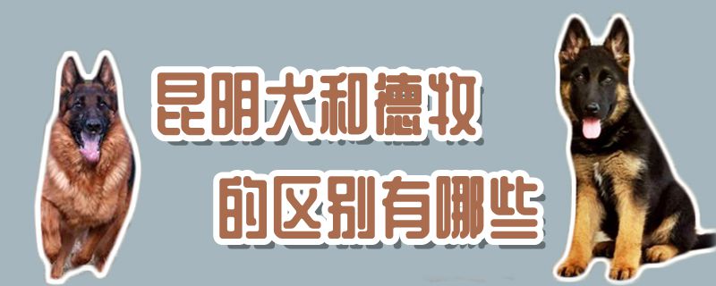 昆明犬和德牧的區(qū)別有哪些