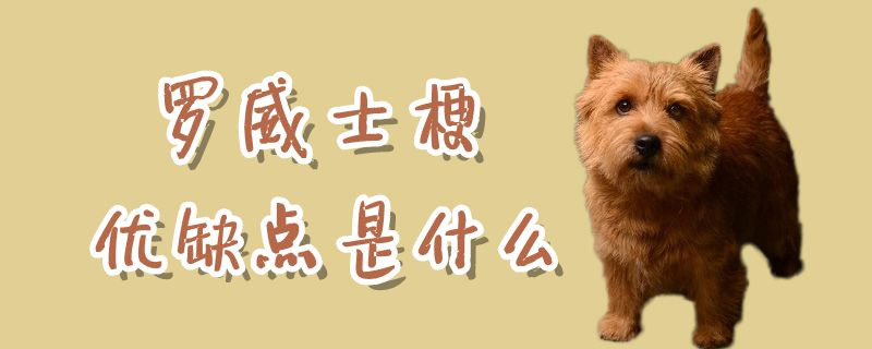 羅威士梗優(yōu)缺點是什么