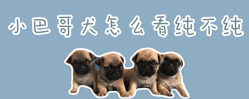 小巴哥犬怎么看純不純