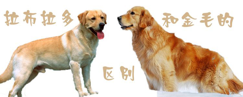 拉布拉多犬和金毛的區(qū)別1