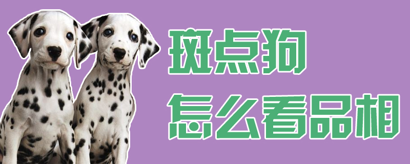 斑點狗怎么看品相