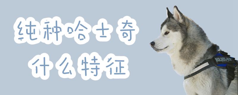 純種哈士奇什么特征