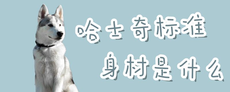 哈士奇標(biāo)準(zhǔn)身材是什么