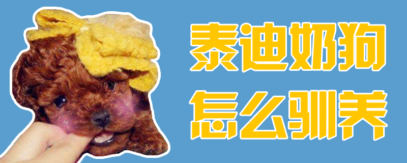 泰迪奶狗怎么馴養(yǎng)