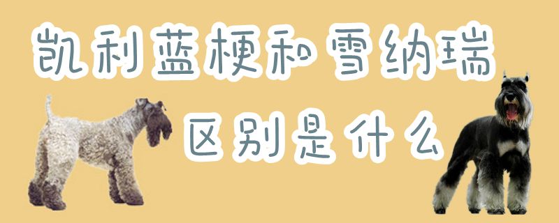 凱利藍(lán)梗和雪納瑞區(qū)別是什么