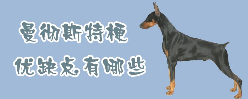 曼徹斯特梗優(yōu)缺點有哪些