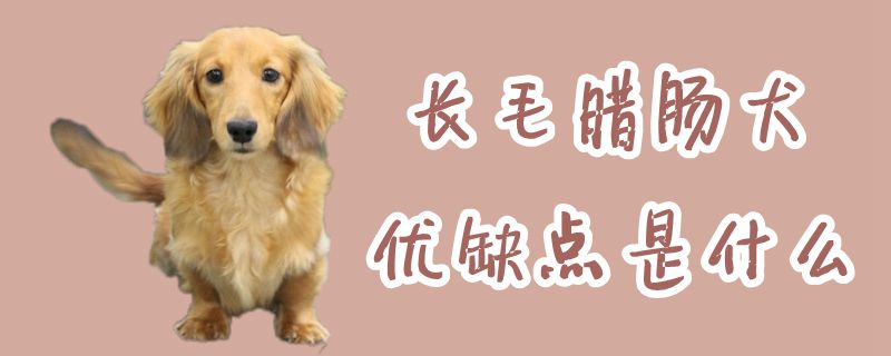 長(zhǎng)毛臘腸犬優(yōu)缺點(diǎn)是什么