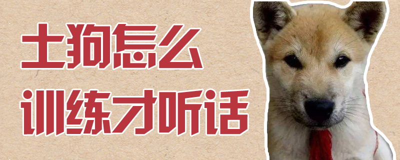 土狗怎么訓(xùn)練才聽話
