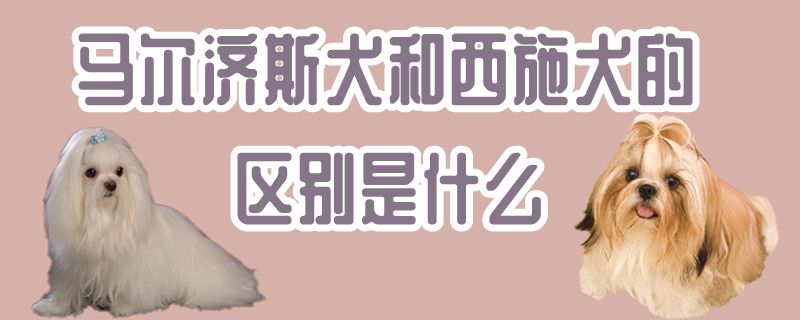 馬爾濟斯犬和西施犬的區(qū)別是什么