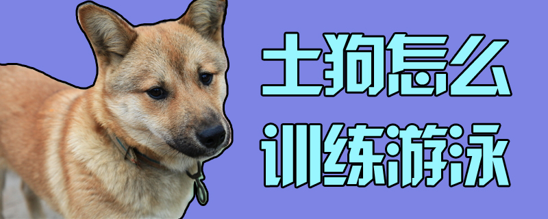土狗怎么訓(xùn)練游泳