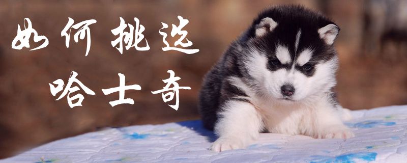 如何挑選哈士奇1