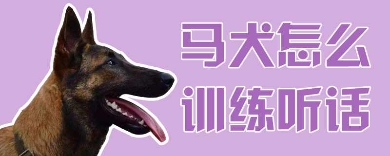馬犬怎么訓(xùn)練聽話