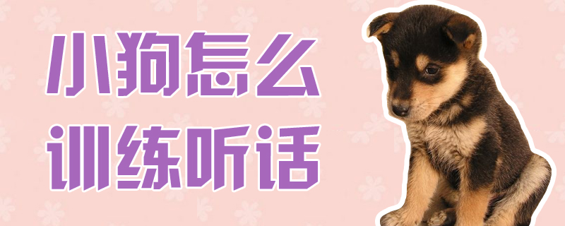 小狗怎么訓(xùn)練聽話