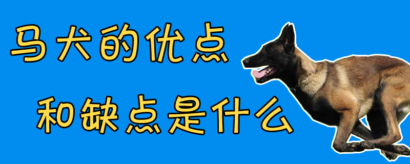 馬犬的優(yōu)點(diǎn)和缺點(diǎn)是什么