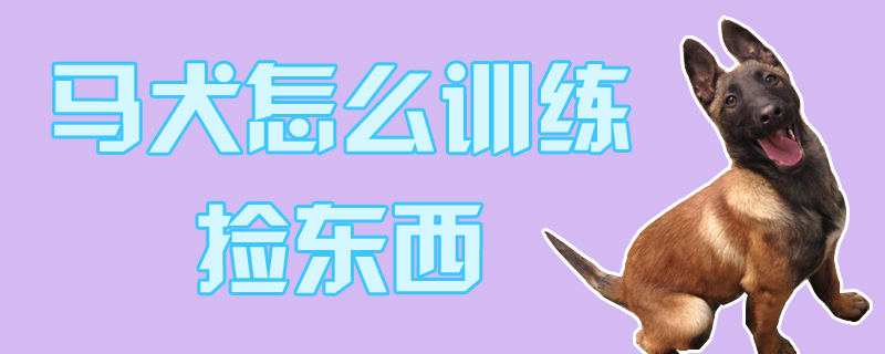 馬犬怎么訓(xùn)練撿東西