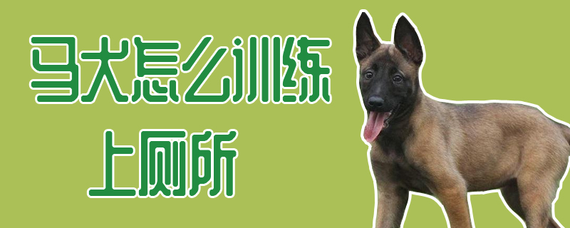 馬犬怎么訓(xùn)練上廁所