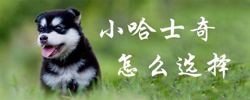 小哈士奇怎么選擇1
