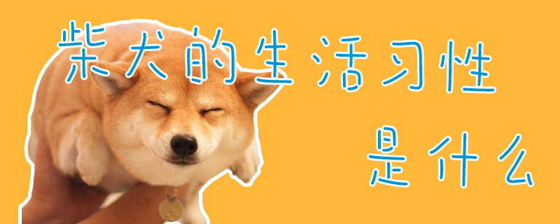 柴犬的生活習(xí)性是什么