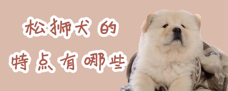 松獅犬的特點(diǎn)有哪些