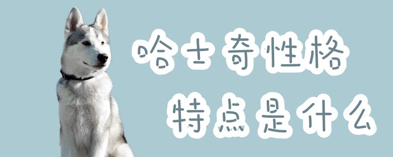 哈士奇性格特點是什么