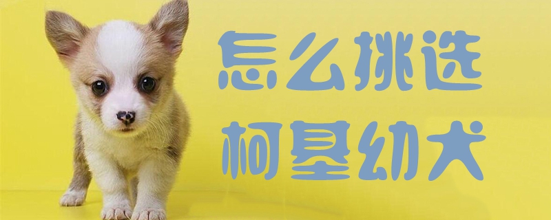 怎么挑選柯基幼犬1