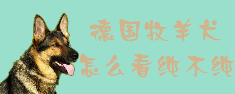 德國(guó)牧羊犬怎么看純不純1