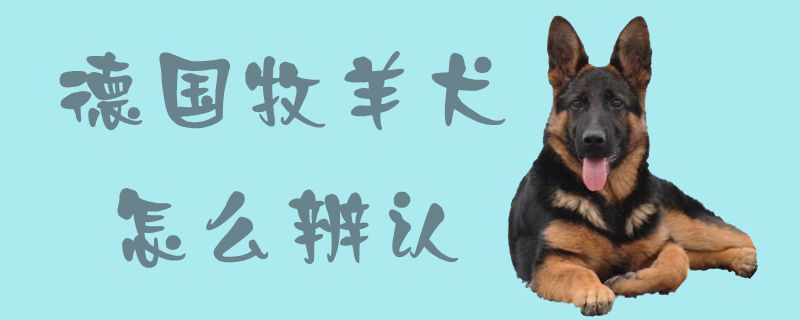 德國牧羊犬怎么辨認(rèn)1