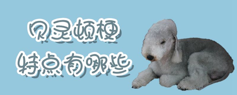 貝靈頓梗特點(diǎn)有哪些