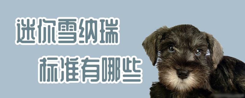 迷你雪納瑞標(biāo)準(zhǔn)有哪些
