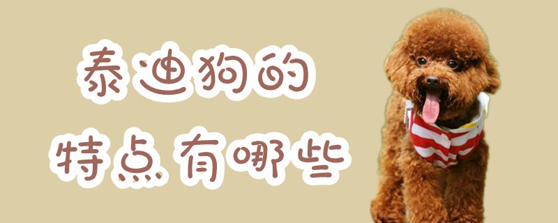 泰迪狗的特點(diǎn)有哪些