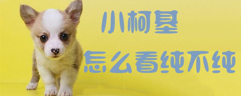 小柯基怎么看純不純1