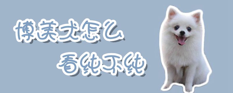 博美犬怎么看純不純