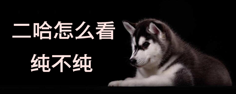 二哈怎么看純不純