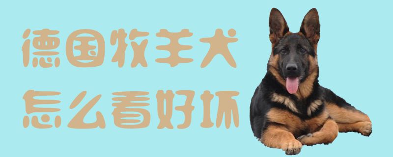 德國(guó)牧羊犬怎么看好壞1